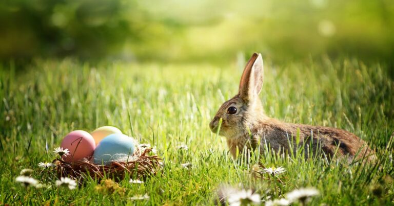 Rabbit sitting on Grass looking at Easter Eggs