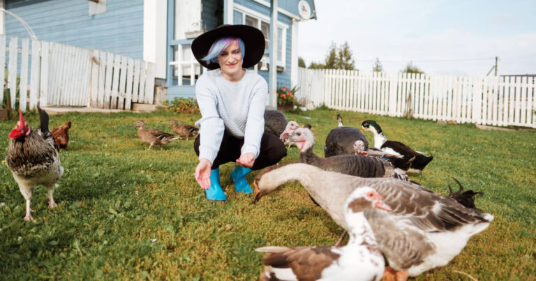 A woman feeds domestic birds, including ducks, hens, geese, and turkeys on a farm.